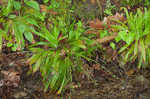 Plantainleaf sedge